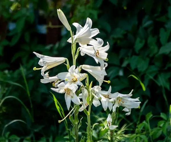 Liget Vendeghaz Gasthof *